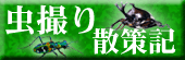 虫撮り散策記